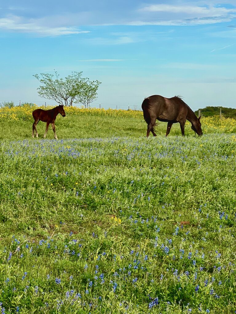 horses with blue bonnets in the fields - image